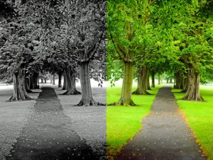 everyone-has-a-choice