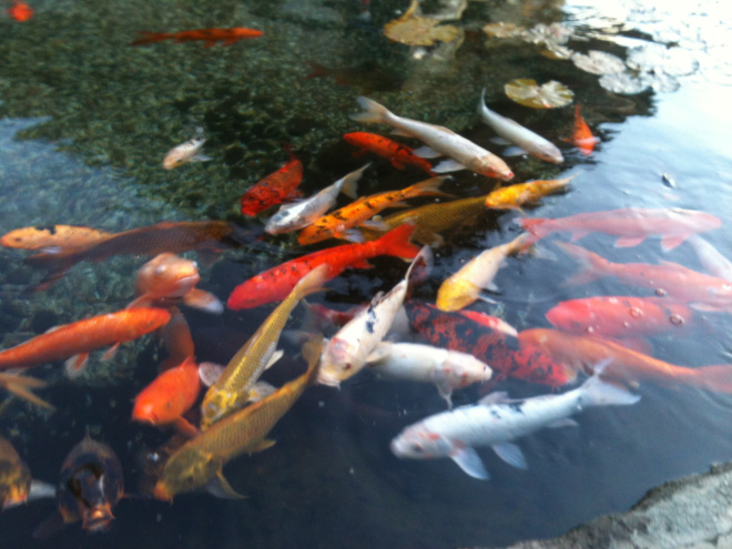 koi