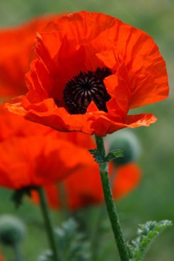 poppy flower